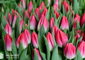 Tulipa Bolroyal Pink (2)